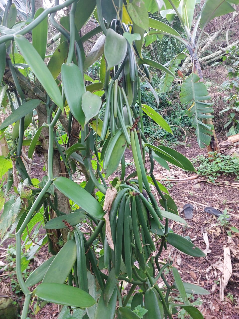 Ugandan vanilla