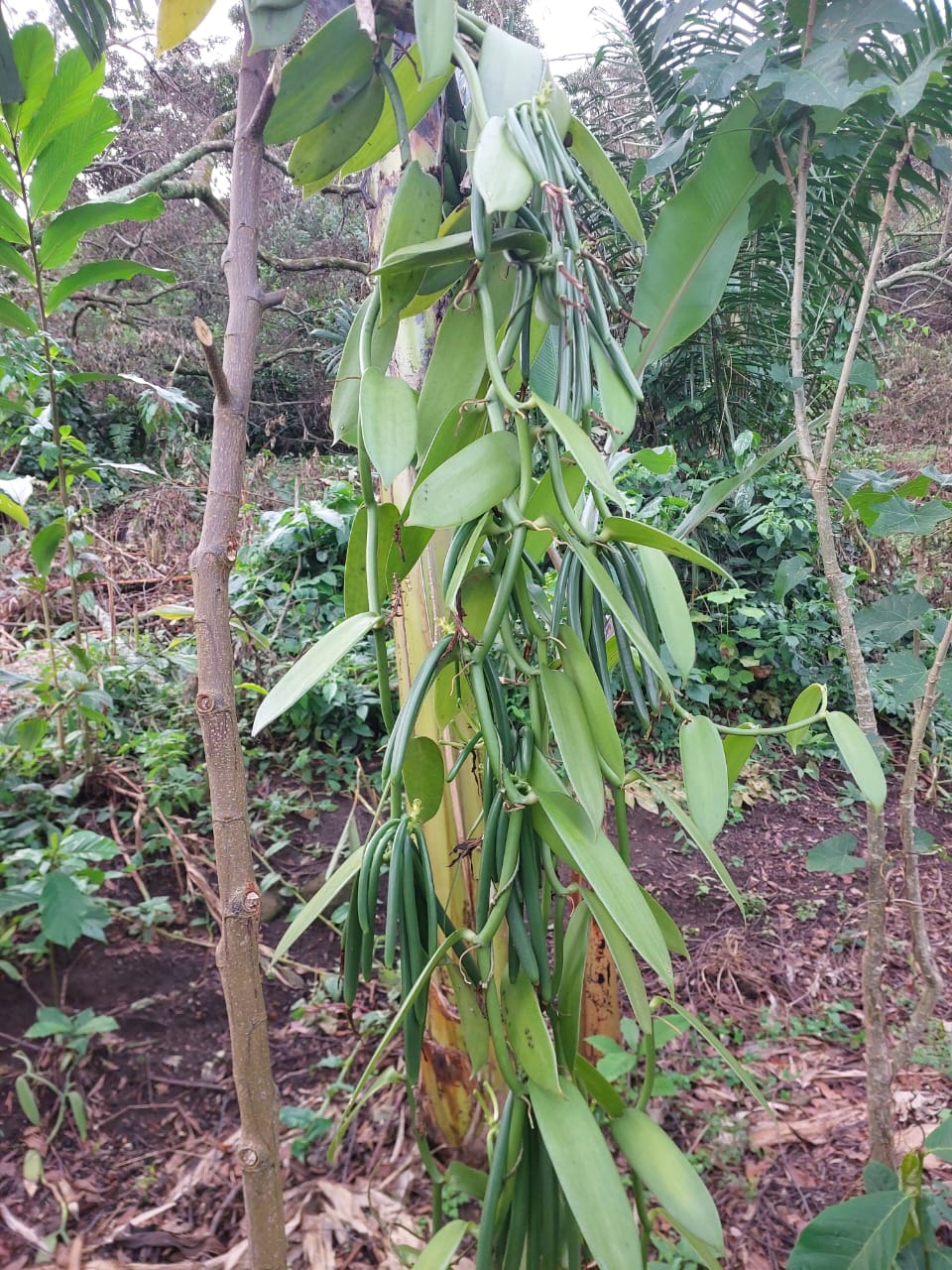 Ugandan vanilla