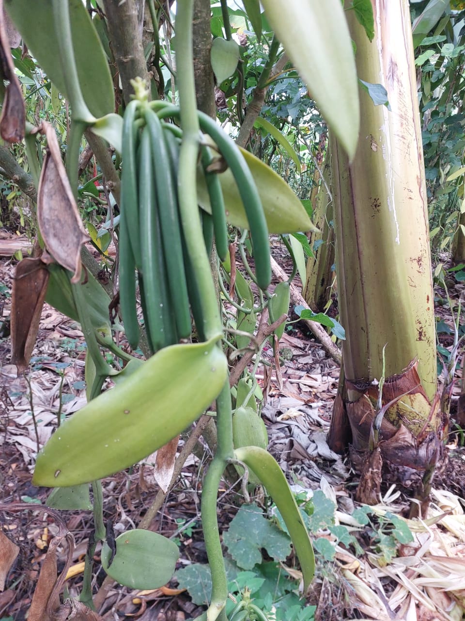Ugandan vanilla