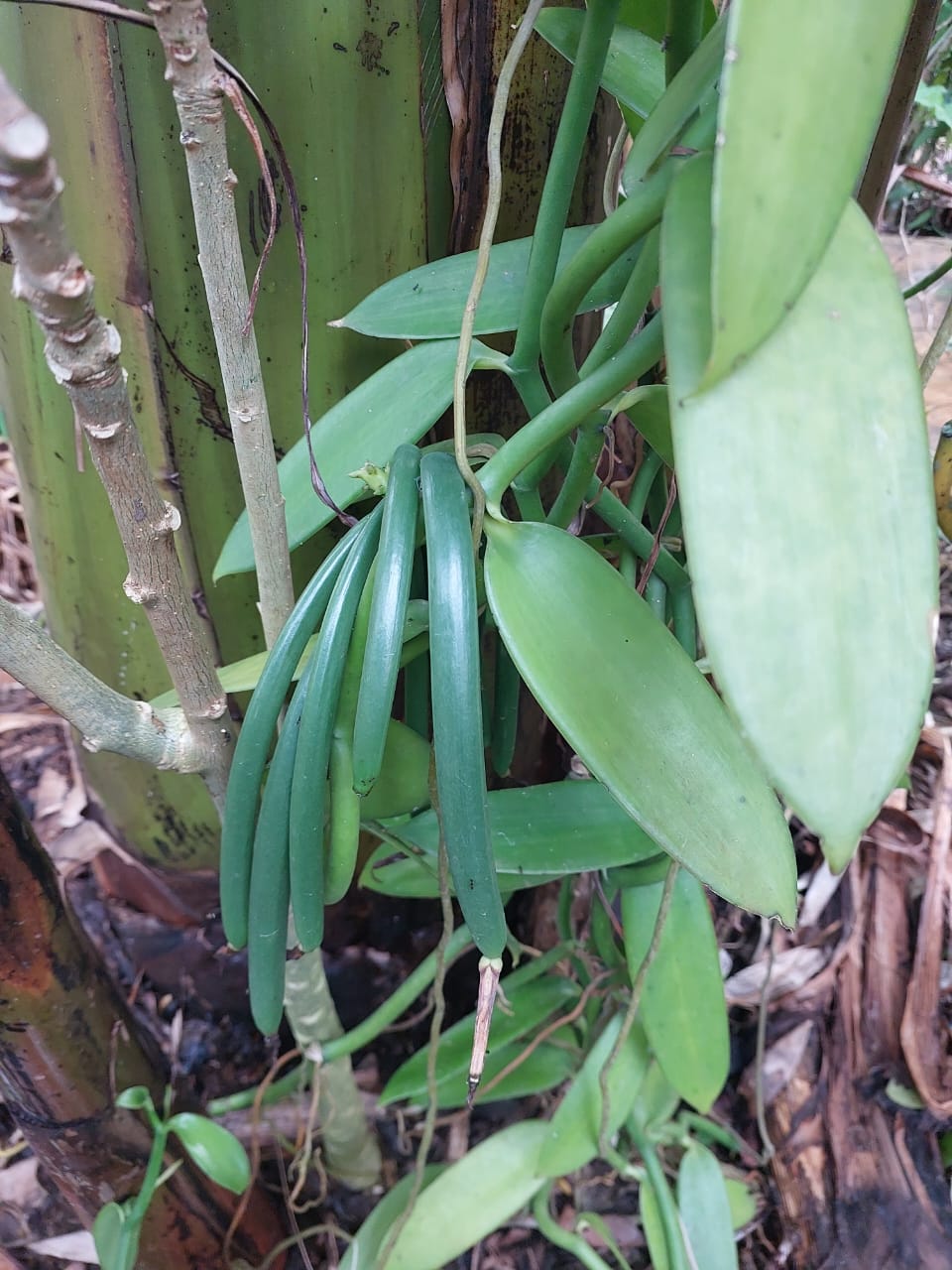 Ugandan vanilla