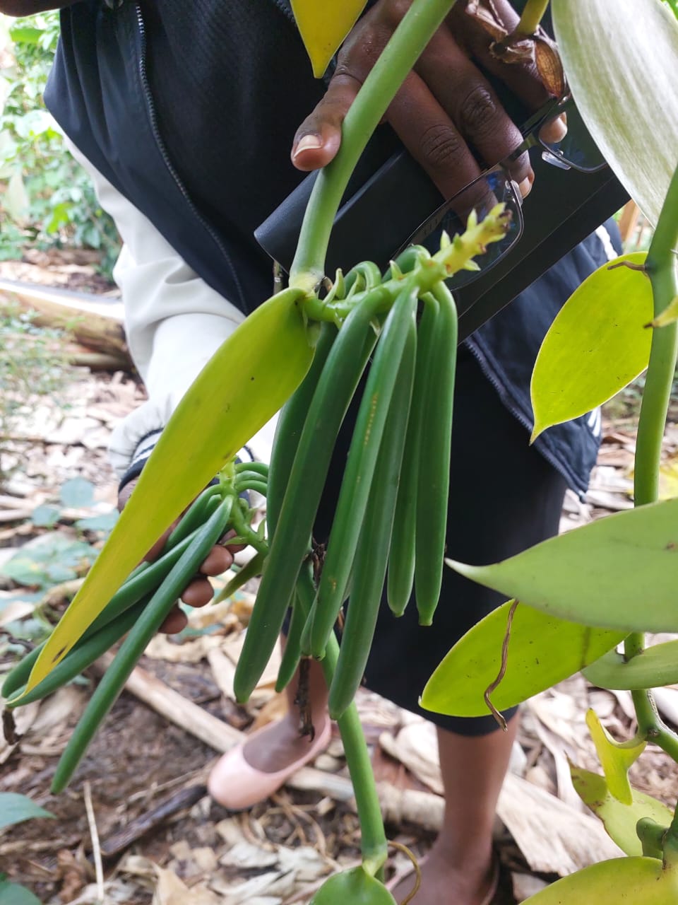 Ugandan vanilla