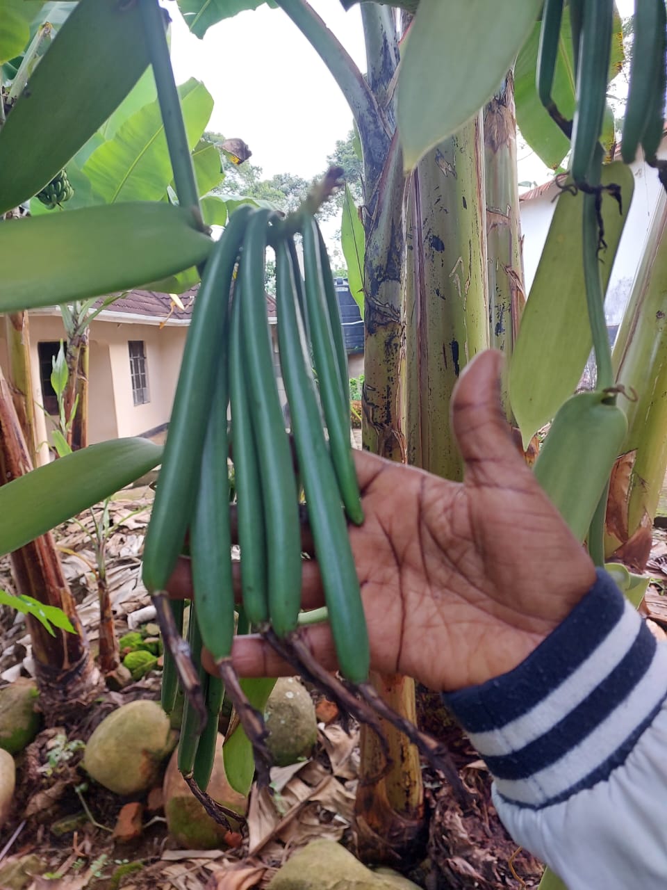 Ugandan vanilla