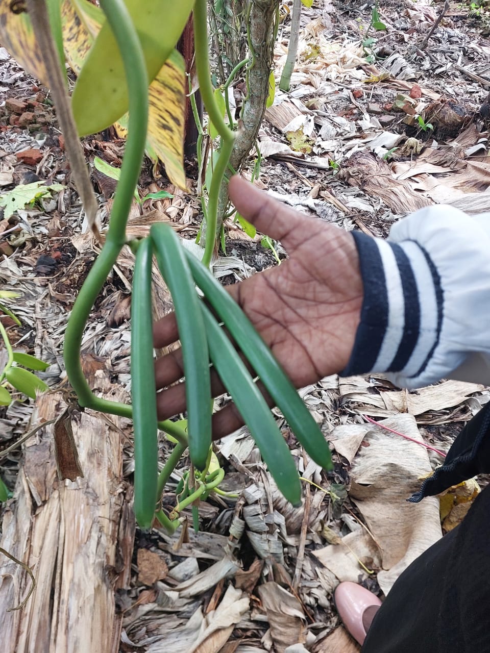 Ugandan vanilla